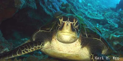 turtle in pescador cebu