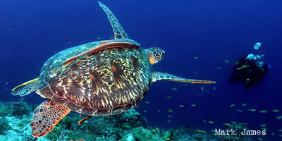 turtle at house reef savedra