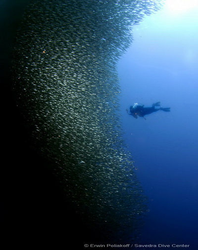 wall of sardines at pescador island