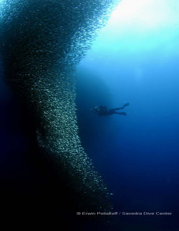 sardines and a diver at pesador island