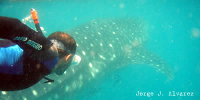 whale shark in moalboal