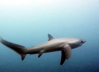 thresher sharks in moalboal. cebu, philippines