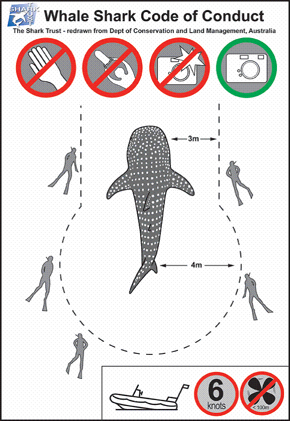 Кодекс поведения при плавание с китовыми акулами