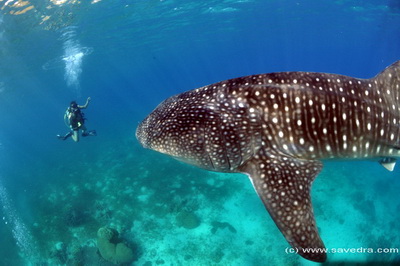 whale shark philippines - savedra dive center